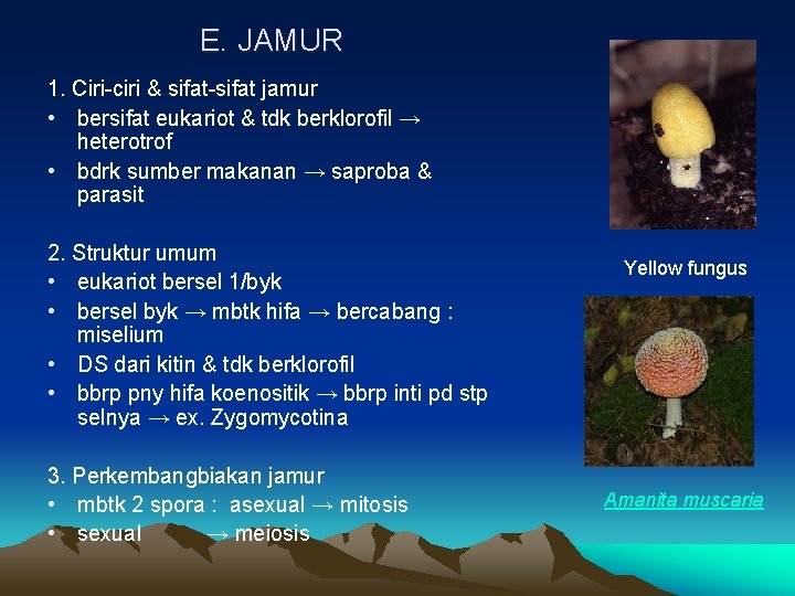 E. JAMUR 1. Ciri-ciri & sifat-sifat jamur • bersifat eukariot & tdk berklorofil →