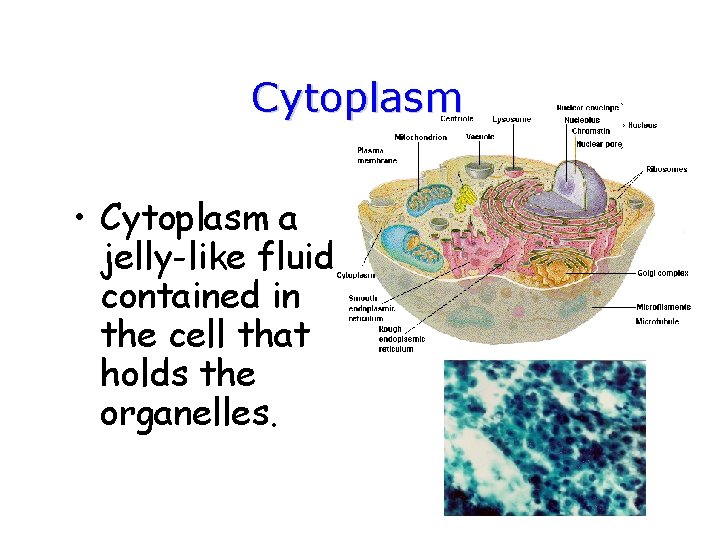 Cytoplasm • Cytoplasm a jelly-like fluid contained in the cell that holds the organelles.