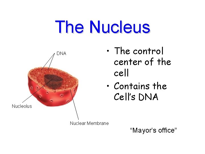 The Nucleus DNA • The control center of the cell • Contains the Cell’s