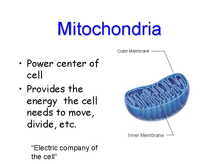 Mitochondria Outer Membrane • Power center of cell • Provides the energy the cell