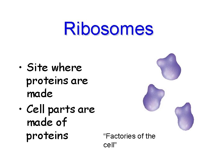 Ribosomes • Site where proteins are made • Cell parts are made of proteins