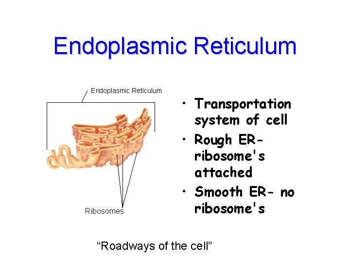 Endoplasmic Reticulum Ribosomes • Transportation system of cell • Rough ERribosome's attached • Smooth