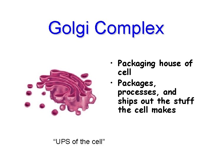 Golgi Complex • Packaging house of cell • Packages, processes, and ships out the