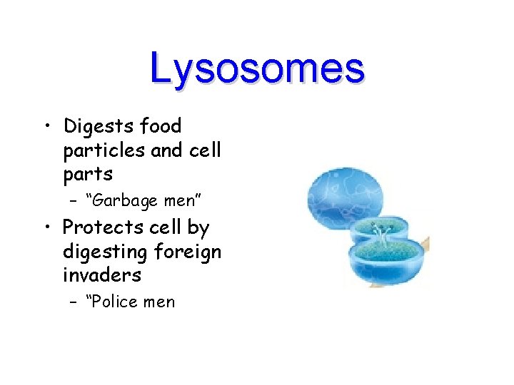 Lysosomes • Digests food particles and cell parts – “Garbage men” • Protects cell