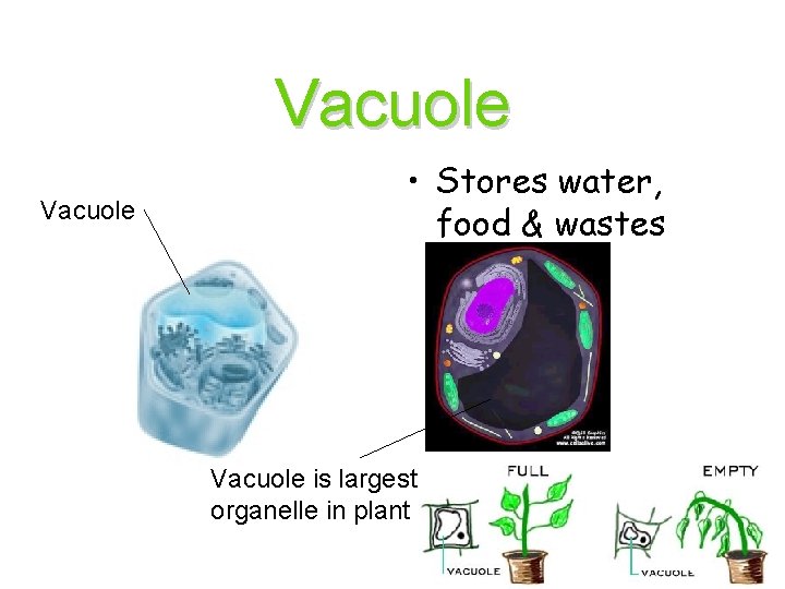 Vacuole • Stores water, food & wastes Vacuole is largest organelle in plant cell
