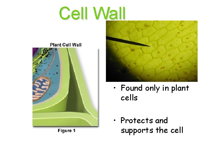 Cell Wall • Found only in plant cells • Protects and supports the cell