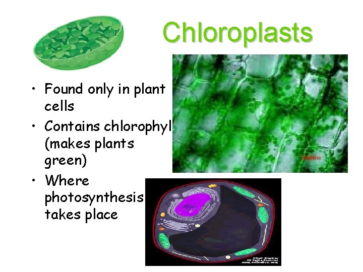 Chloroplasts • Found only in plant cells • Contains chlorophyll (makes plants green) •