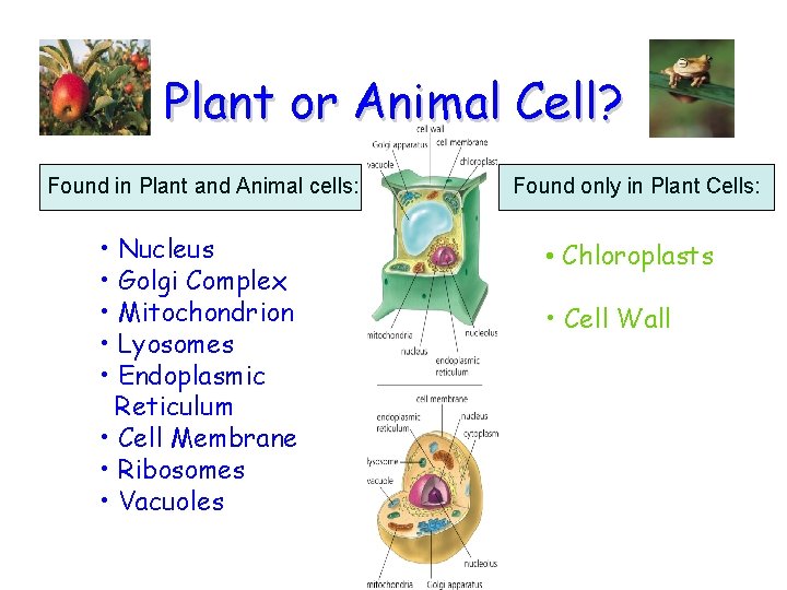 Plant or Animal Cell? Found in Plant and Animal cells: • Nucleus • Golgi