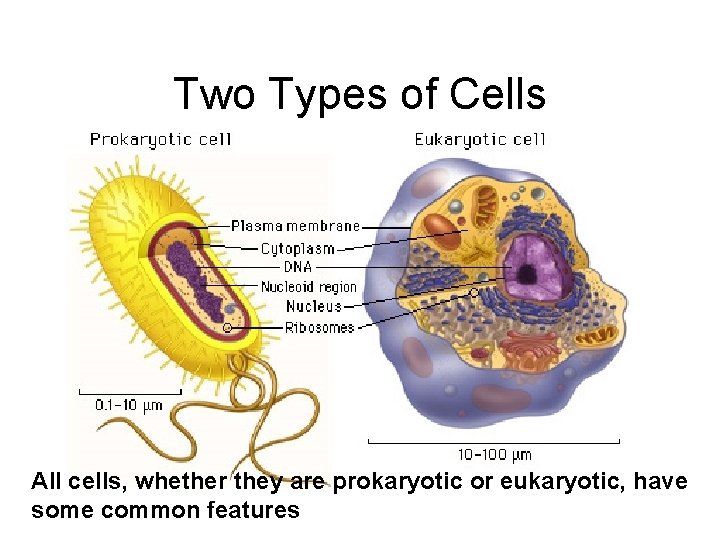 Two Types of Cells All cells, whether they are prokaryotic or eukaryotic, have some