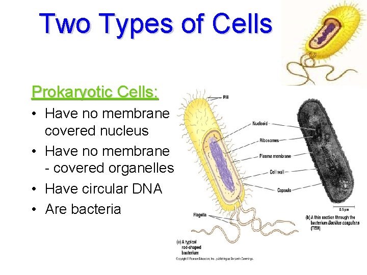 Two Types of Cells Prokaryotic Cells: • Have no membrane covered nucleus • Have