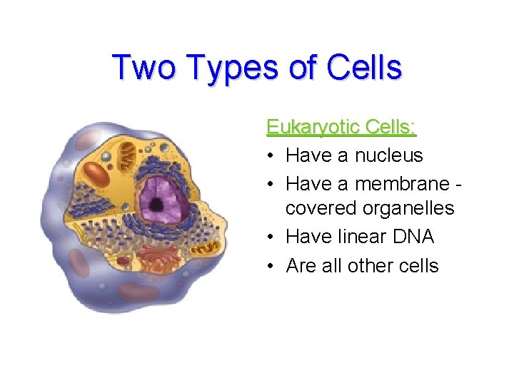 Two Types of Cells Eukaryotic Cells: • Have a nucleus • Have a membrane