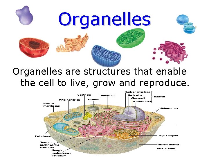 Organelles are structures that enable the cell to live, grow and reproduce. 