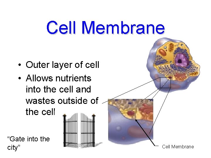 Cell Membrane • Outer layer of cell • Allows nutrients into the cell and