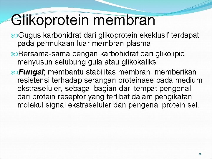 Glikoprotein membran Gugus karbohidrat dari glikoprotein eksklusif terdapat pada permukaan luar membran plasma Bersama-sama