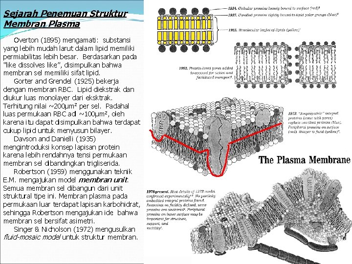 Sejarah Penemuan Struktur Membran Plasma Overton (1895) mengamati: substansi yang lebih mudah larut dalam