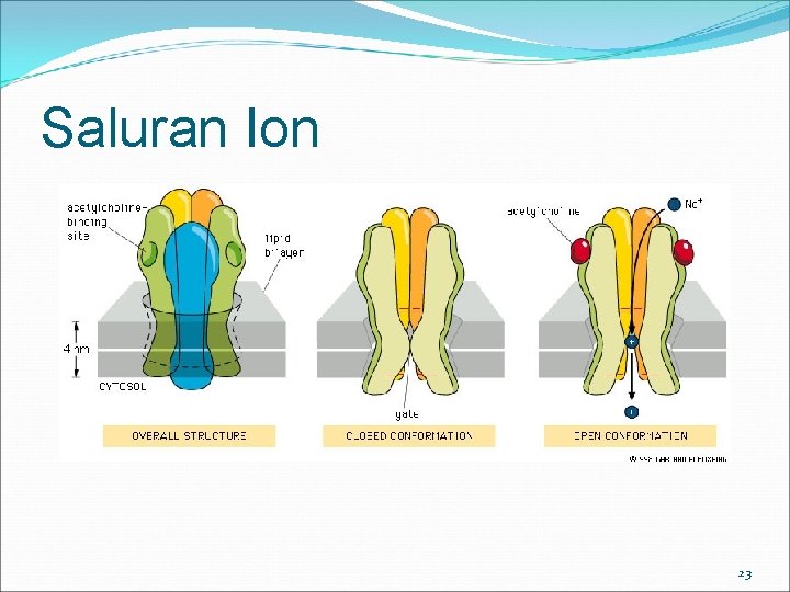 Saluran Ion 23 