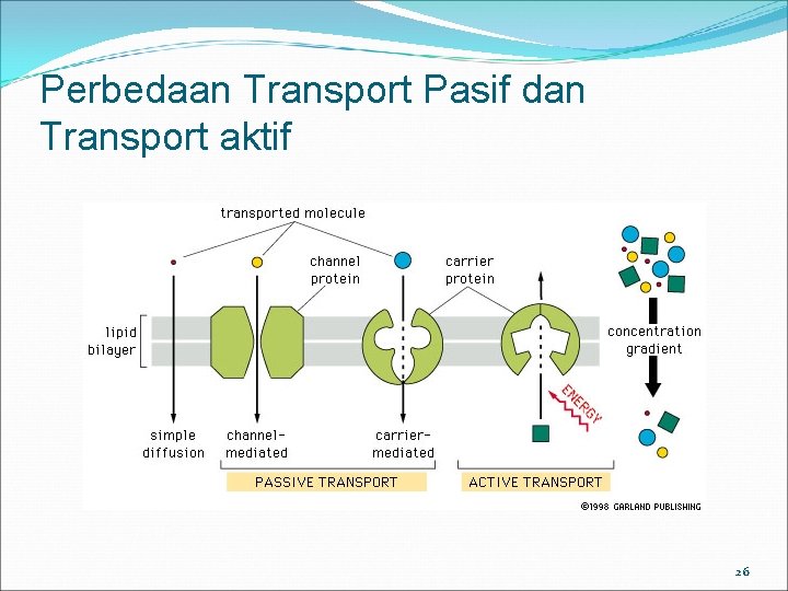 Perbedaan Transport Pasif dan Transport aktif 26 