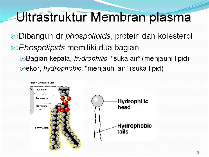 Ultrastruktur Membran plasma Dibangun dr phospolipids, protein dan kolesterol Phospolipids memiliki dua bagian Bagian