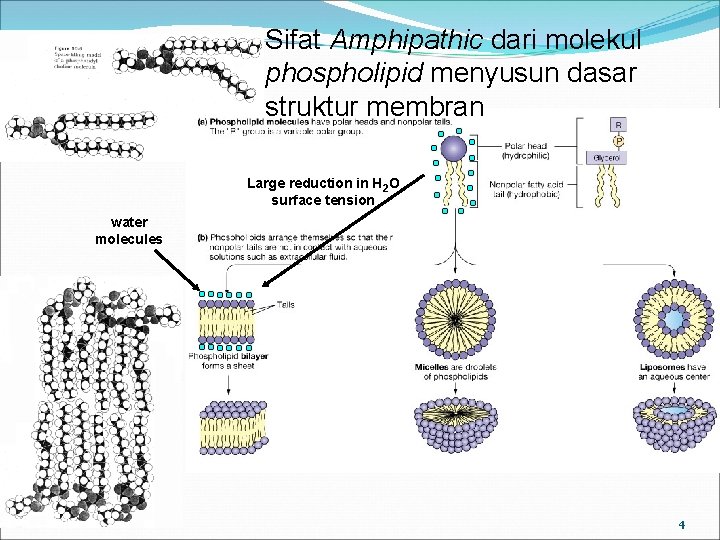 Sifat Amphipathic dari molekul phospholipid menyusun dasar struktur membran Large reduction in H 2