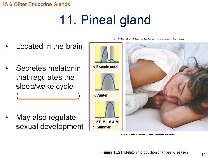 15. 6 Other Endocrine Glands 11. Pineal gland Copyright © The Mc. Graw-Hill Companies,