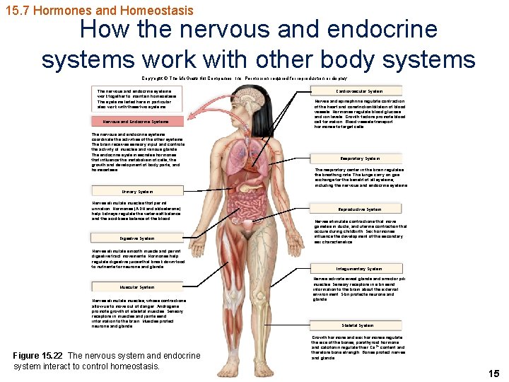 15. 7 Hormones and Homeostasis How the nervous and endocrine systems work with other