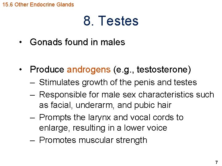 15. 6 Other Endocrine Glands 8. Testes • Gonads found in males • Produce