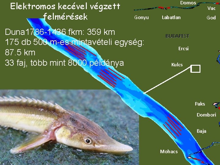 Elektromos kecével végzett felmérések Domos Gonyu Duna 1786 -1436 fkm: 359 km 175 db Elektromos kecével végzett felmérések Domos Gonyu Duna 1786 -1436 fkm: 359 km 175 db