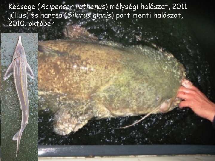 Kecsege (Acipenser ruthenus) mélységi halászat, 2011 július) és harcsa (Silurus glanis) part menti halászat, Kecsege (Acipenser ruthenus) mélységi halászat, 2011 július) és harcsa (Silurus glanis) part menti halászat,