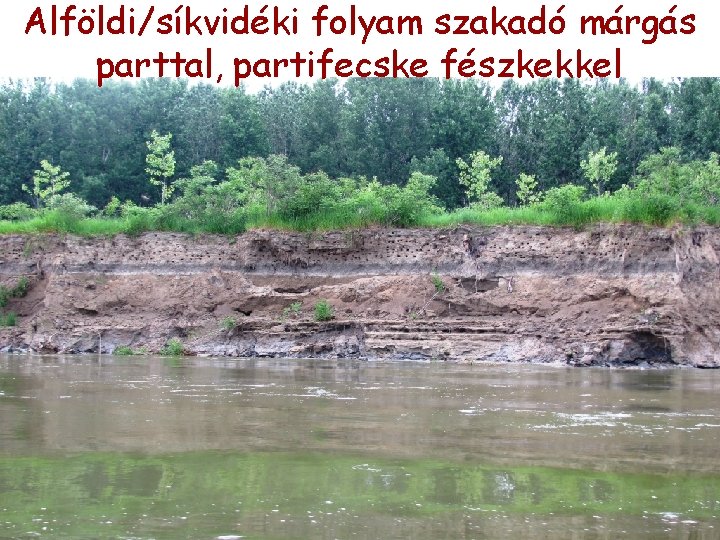 Alföldi/síkvidéki folyam szakadó márgás parttal, partifecske fészkekkel Alföldi/síkvidéki folyam szakadó márgás parttal, partifecske fészkekkel