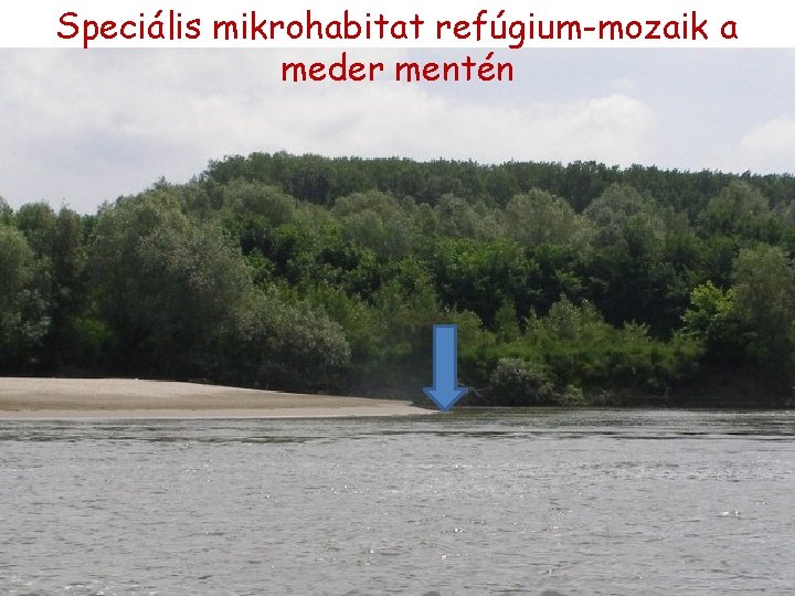 Speciális mikrohabitat refúgium-mozaik a meder mentén Speciális mikrohabitat refúgium-mozaik a meder mentén