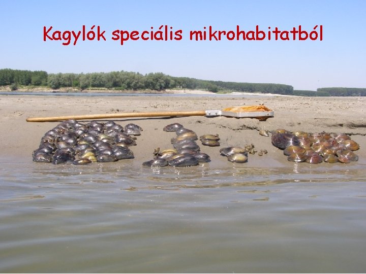 Kagylók speciális mikrohabitatból Kagylók speciális mikrohabitatból