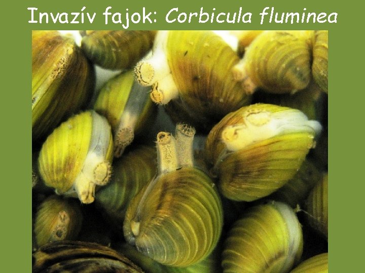 Invazív fajok: Corbicula fluminea Invazív fajok: Corbicula fluminea