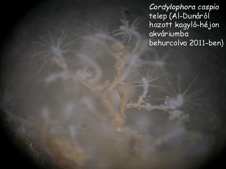 Cordylophora caspia telep (Al-Dunáról hozott kagyló-héjon akváriumba behurcolva 2011 -ben) Cordylophora caspia telep (Al-Dunáról hozott kagyló-héjon akváriumba behurcolva 2011 -ben)