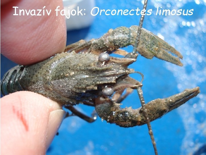 Invazív fajok: Orconectes limosus Invazív fajok: Orconectes limosus
