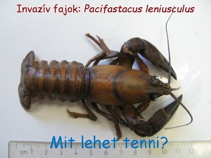 Invazív fajok: Pacifastacus leniusculus Mit lehet tenni? Invazív fajok: Pacifastacus leniusculus Mit lehet tenni?