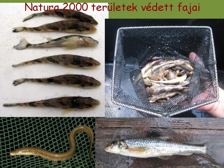 Natura 2000 területek védett fajai Natura 2000 területek védett fajai