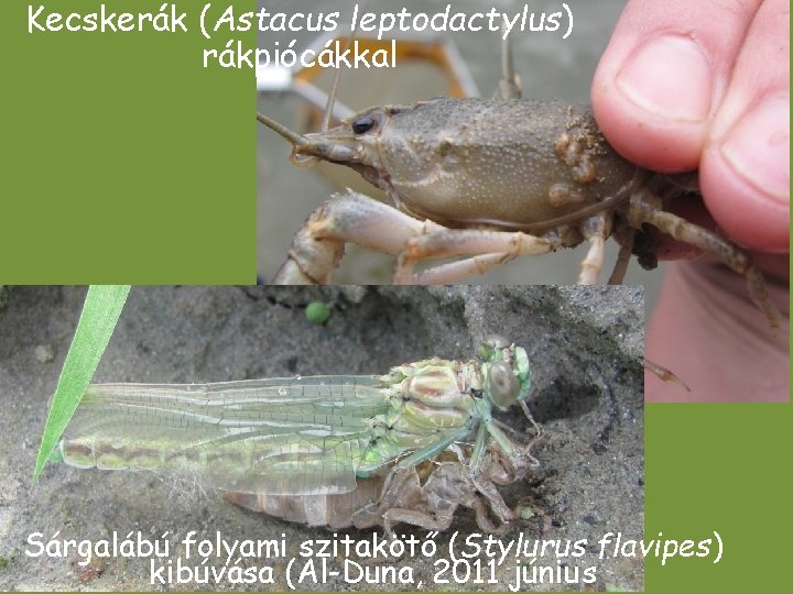Kecskerák (Astacus leptodactylus) rákpiócákkal Sárgalábú folyami szitakötő (Stylurus flavipes) kibúvása (Al-Duna, 2011 június Kecskerák (Astacus leptodactylus) rákpiócákkal Sárgalábú folyami szitakötő (Stylurus flavipes) kibúvása (Al-Duna, 2011 június