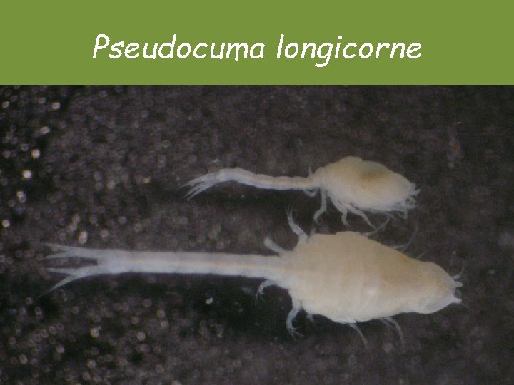 Pseudocuma longicorne Pseudocuma longicorne