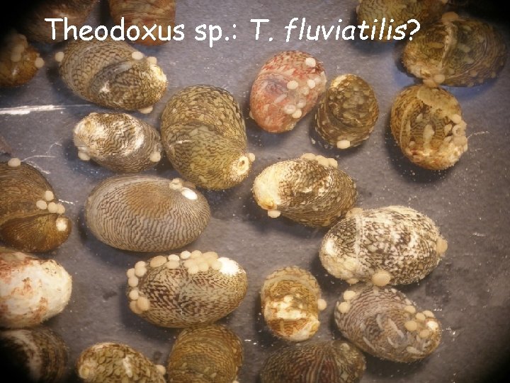 Theodoxus sp. : T. fluviatilis? Theodoxus sp. : T. fluviatilis?