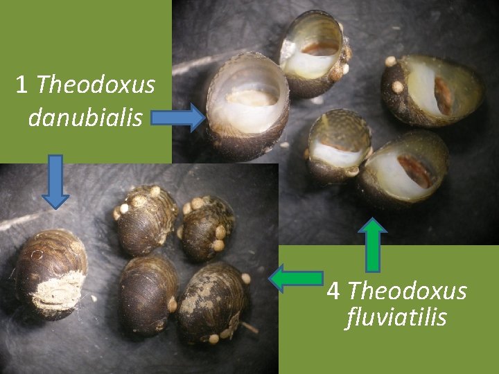 1 Theodoxus danubialis 4 Theodoxus fluviatilis 1 Theodoxus danubialis 4 Theodoxus fluviatilis