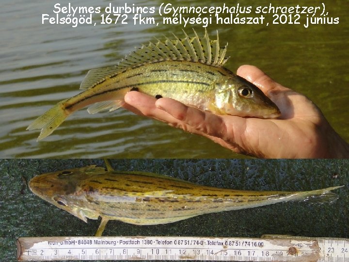 Selymes durbincs (Gymnocephalus schraetzer), Felsőgöd, 1672 fkm, mélységi halászat, 2012 június Selymes durbincs (Gymnocephalus schraetzer), Felsőgöd, 1672 fkm, mélységi halászat, 2012 június