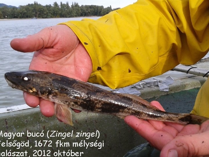 Magyar bucó (Zingel zingel) Felsőgöd, 1672 fkm mélységi halászat, 2012 október Magyar bucó (Zingel zingel) Felsőgöd, 1672 fkm mélységi halászat, 2012 október