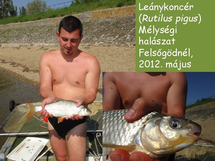 Leánykoncér (Rutilus pigus) Mélységi halászat Felsőgödnél, 2012. május Leánykoncér (Rutilus pigus) Mélységi halászat Felsőgödnél, 2012. május