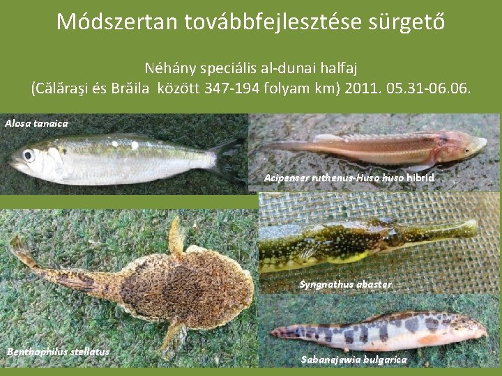 Módszertan továbbfejlesztése sürgető Néhány speciális al-dunai halfaj (Călăraşi és Brăila között 347 -194 folyam Módszertan továbbfejlesztése sürgető Néhány speciális al-dunai halfaj (Călăraşi és Brăila között 347 -194 folyam