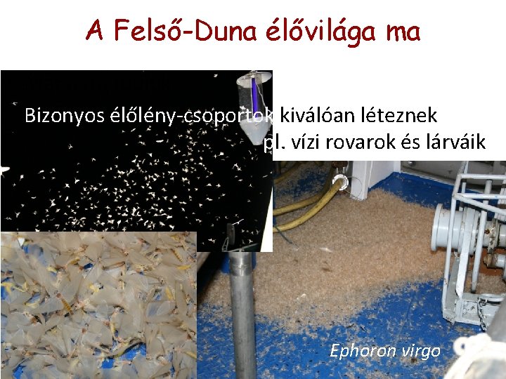 A Felső-Duna élővilága ma • Már nem tudjuk Bizonyos élőlény-csoportok kiválóan léteznek pl. vízi A Felső-Duna élővilága ma • Már nem tudjuk Bizonyos élőlény-csoportok kiválóan léteznek pl. vízi