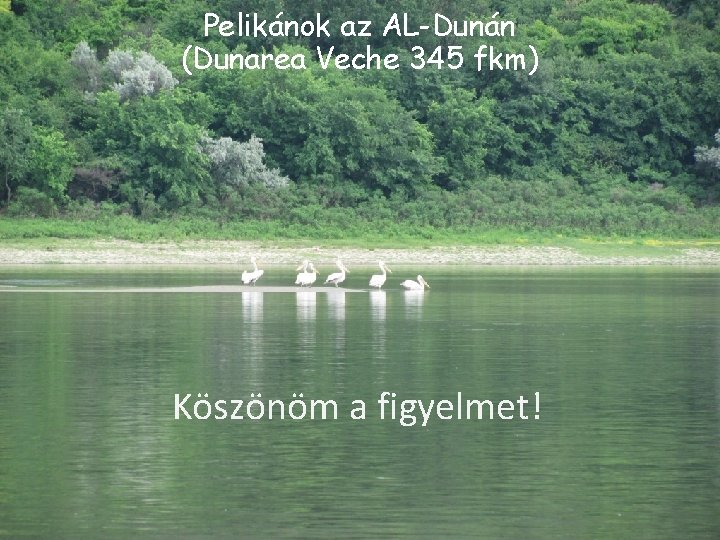 Pelikánok az AL-Dunán (Dunarea Veche 345 fkm) Köszönöm a figyelmet! Pelikánok az AL-Dunán (Dunarea Veche 345 fkm) Köszönöm a figyelmet!