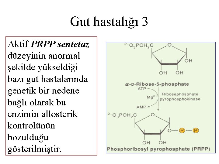 Gut hastalığı 3 Aktif PRPP sentetaz düzeyinin anormal şekilde yükseldiği bazı gut hastalarında genetik