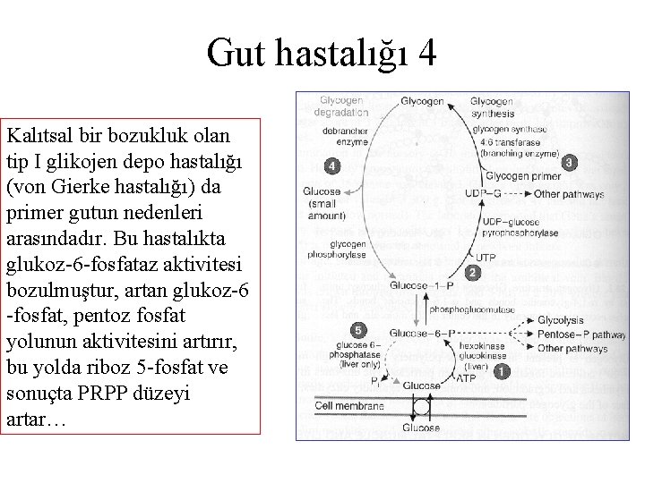 Gut hastalığı 4 Kalıtsal bir bozukluk olan tip I glikojen depo hastalığı (von Gierke