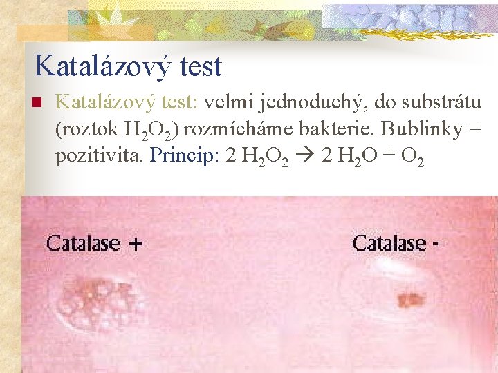 Katalázový test n Katalázový test: velmi jednoduchý, do substrátu (roztok H 2 O 2)