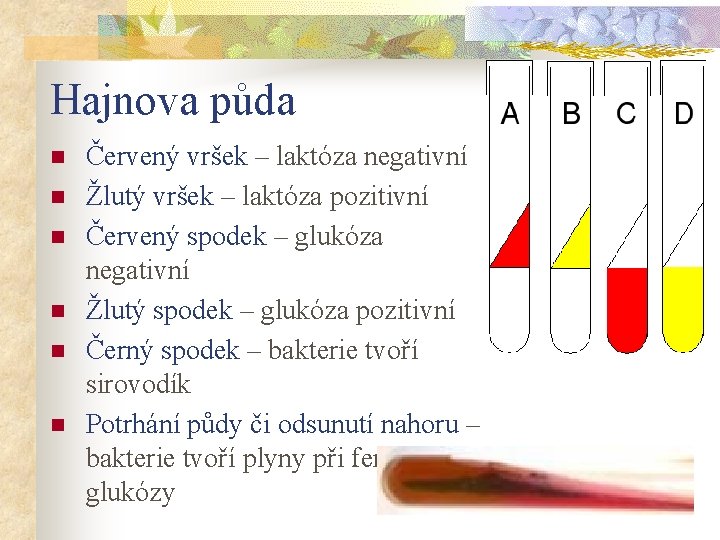 Hajnova půda n n n Červený vršek – laktóza negativní Žlutý vršek – laktóza